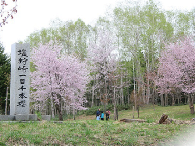 塩狩峠一目千本桜と桜の名所 旭山公園・動物の生態がわかる行動展示 旭山動物園 日帰り