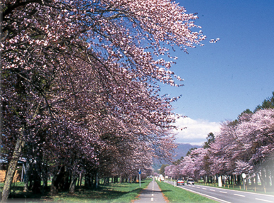 春爛漫 静内二十間道路桜並木と絶品襟裳の恵み膳 帯広川堤さくら並木・優駿さくらロード 2日間