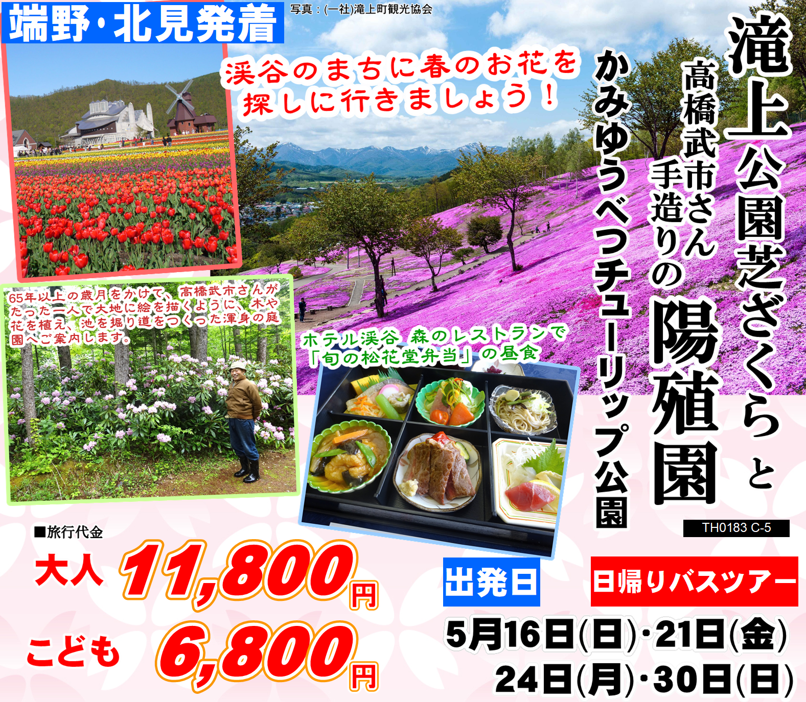 春の花めぐり 芝ざくら滝上公園と「陽殖園」かみゆうべつチューリップ公園 日帰り