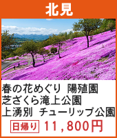 春の花めぐり 芝ざくら滝上公園と「陽殖園」かみゆうべつチューリップ公園 日帰り